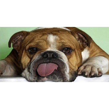 Bulldog Sticking Out Tongue Photo License Plate