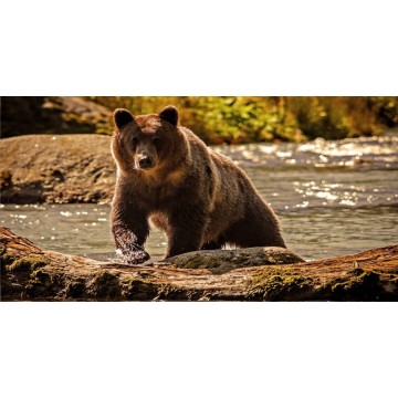 Grizzly Bear Photo License Plate
