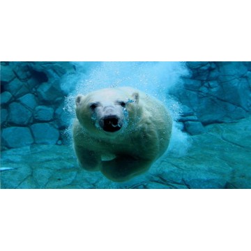 Polar Bear In Water Photo License Plate