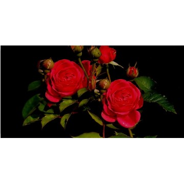 Red Roses Photo License Plate