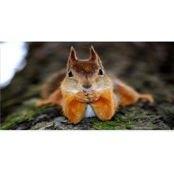 Squirrel Photo License Plate