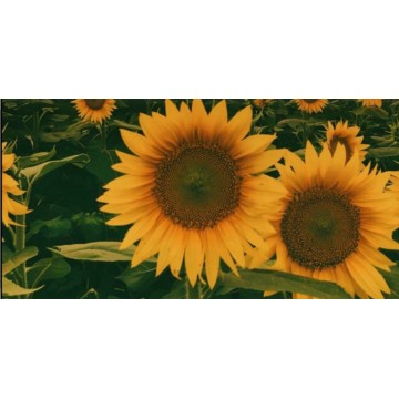 Sunflower Full Photo License Plate