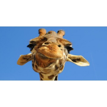 Giraffe Face Photo License Plate