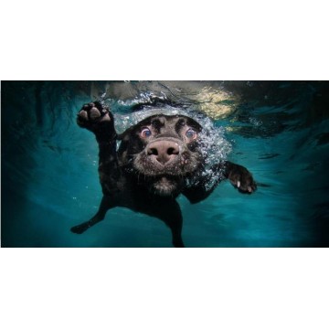 Ice Age Dog Under Water Photo License Plate 