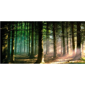 Forest Scene Photo License Plate