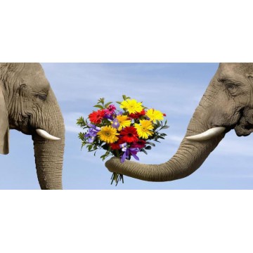Elephant Love Photo License Plate