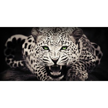 White Leopard Photo License Plate