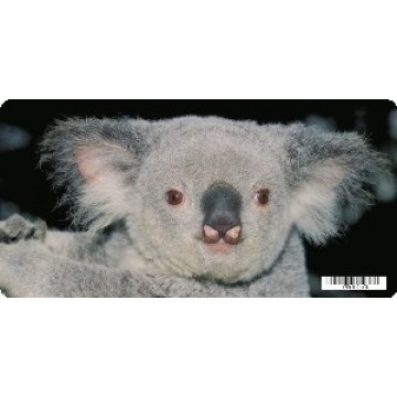 Koala Bear Photo License Plate