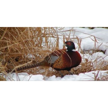 Pheasant In Snow Photo License Plate