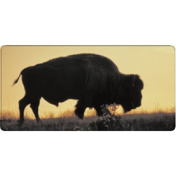 Bison Buffalo At Sunset Photo License Plate 