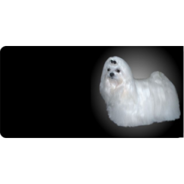Maltese Dog Photo License Plate 