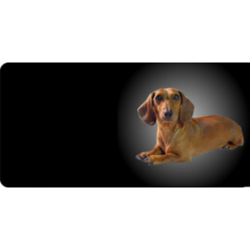 Dachshund Dog Photo License Plate 