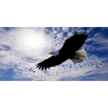 Soaring Eagle With Clouds Photo License Plate 