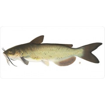 Catfish On White Photo License Plate