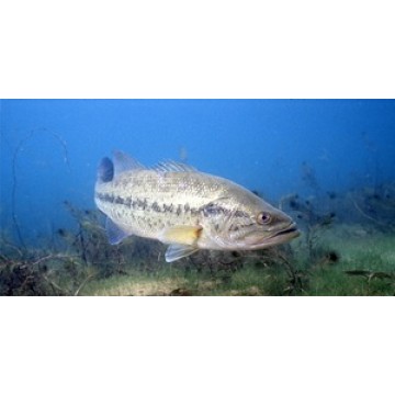 Large Mouth Bass Fish Underwater Photo License Plate 