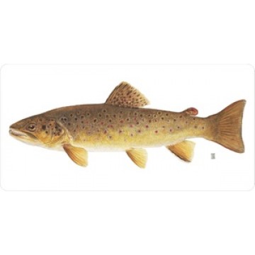 Rainbow Trout Fish On White Photo License Plate 