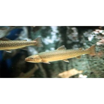 Rainbow Trout Underwater Photo License Plate 