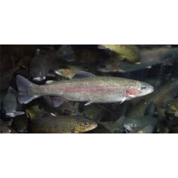 Rainbow Trout School Photo License Plate 