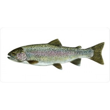 Rainbow Trout Mounted On White Photo License Plate 