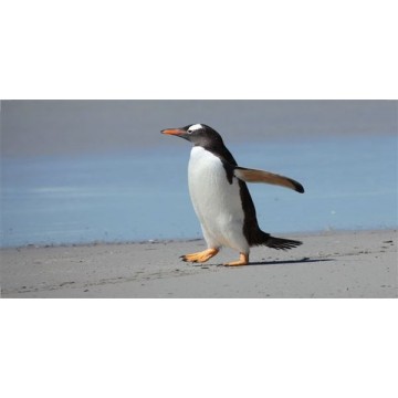 Penguin On Beach Photo License Plate 