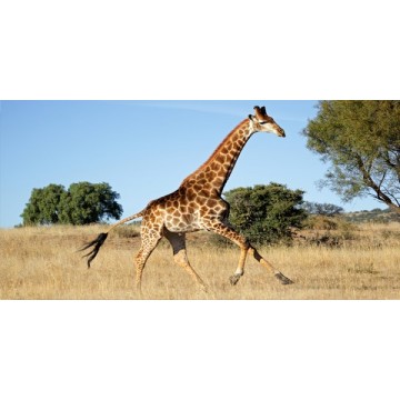 Giraffe Photo License Plate 