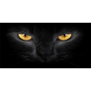 Gold Cat Eyes Photo License Plate 