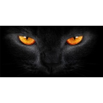 Orange Cat Eyes Photo License Plate 