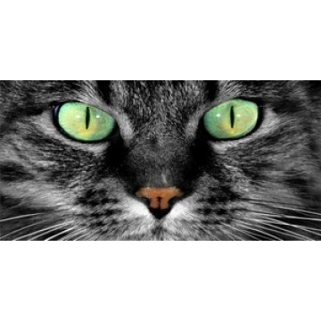 Green Cat Eyes Photo License Plate 