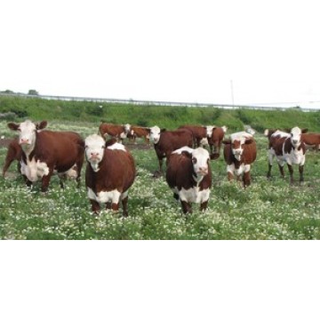 Herd Of Cows Photo License Plate 