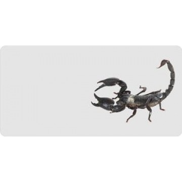 Scorpion Offset On White Photo License Plate 