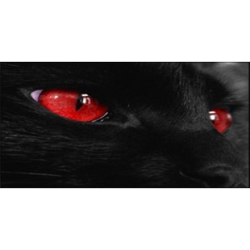 Red Cat Eyes Photo License Plate 