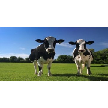 Two Cows Photo License Plate 