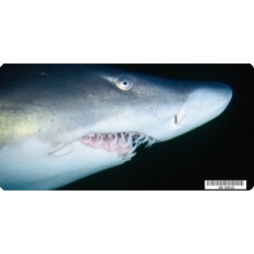 Shark Close Up Photo License Plate 
